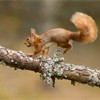 Red Squirrel (Sciurus vulgaris) running along branch.